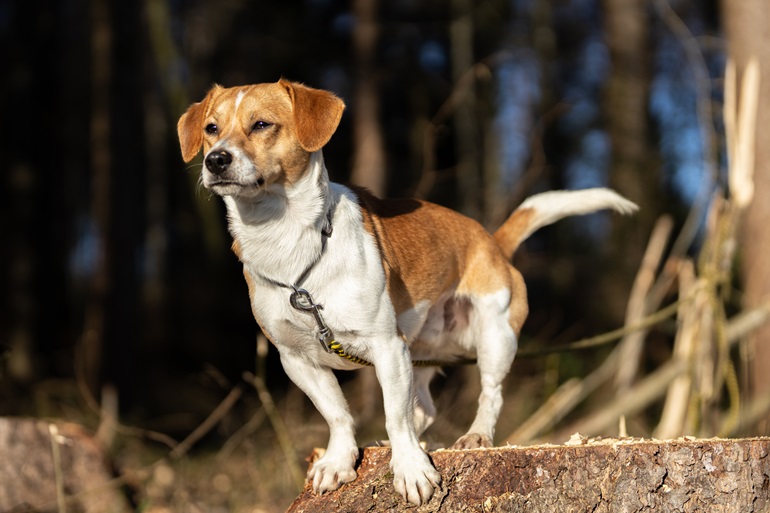 Hund vor einem Wald