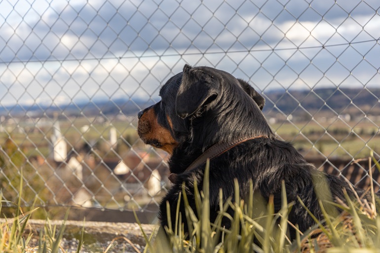 Hund vor einem Zaun